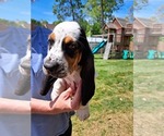 Puppy Puppy 3 gray Basset Hound