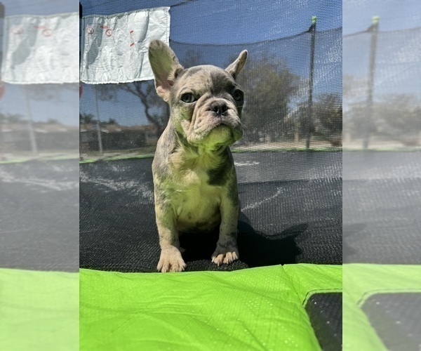 Medium Photo #5 French Bulldog Puppy For Sale in NORWALK, CA, USA