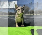 Small Photo #5 French Bulldog Puppy For Sale in NORWALK, CA, USA