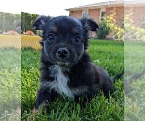 Chihuahua Puppy for sale in LEBANON, PA, USA