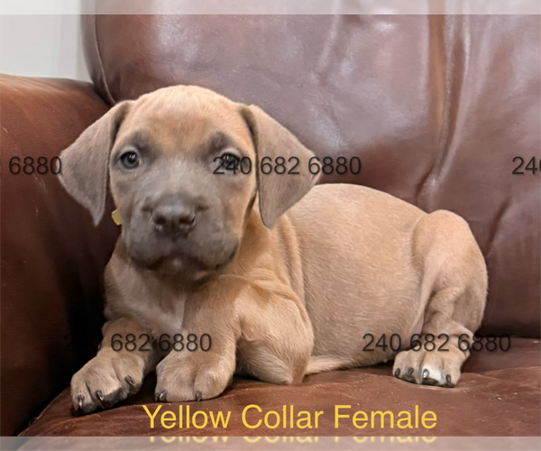 Medium Photo #1 Cane Corso Puppy For Sale in LA PLATA, MD, USA