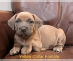 Puppy Yellow Collar F Cane Corso