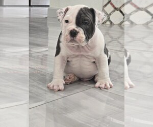American Bully Puppy for sale in NORTH PORT, FL, USA