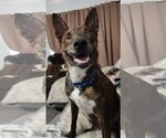 Small #6 Dutch Shepherd  Mix