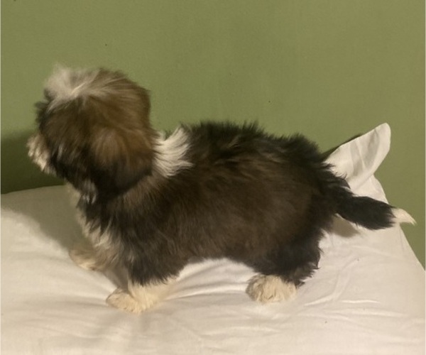 Medium Photo #3 Shih Tzu Puppy For Sale in ALMA, GA, USA