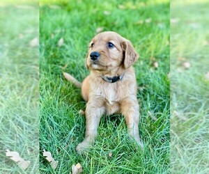 Golden Retriever Puppy for sale in HILLSBORO, OR, USA