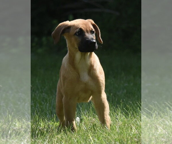 Medium Photo #2 Retriever -Unknown Mix Puppy For Sale in Mechanicsburg, PA, USA