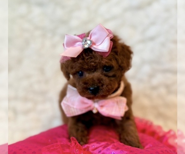 Medium Photo #3 Poodle (Toy) Puppy For Sale in REDLANDS, CA, USA