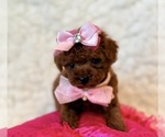 Small #2 Poodle (Toy)