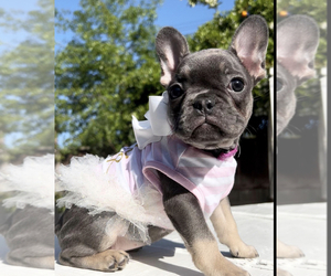 French Bulldog Puppy for sale in MODESTO, CA, USA