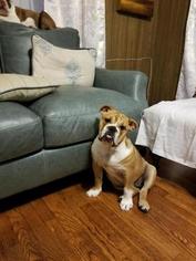 English Bulldogge Puppy for sale in EAST HAVEN, CT, USA