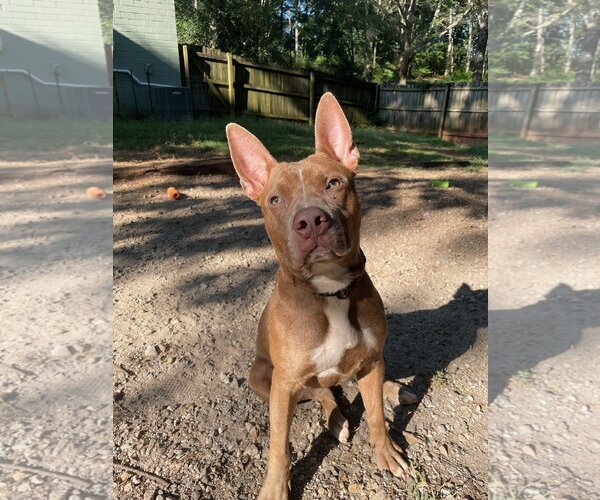 Medium Photo #9 American Staffordshire Terrier-Unknown Mix Puppy For Sale in Rockaway, NJ, USA