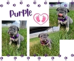 Small Photo #2 French Bulldog Puppy For Sale in HERRIMAN, UT, USA