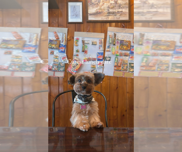 Medium Photo #1 Yorkshire Terrier Puppy For Sale in NORTH HOLLYWOOD, CA, USA