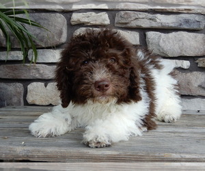 Miniature Labradoodle Puppy for sale in MILLERSBURG, OH, USA