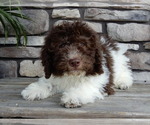 Small Miniature Labradoodle
