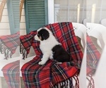 Small #3 Australian Shepherd
