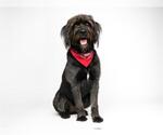 Small #1 GIANT SCHNAUZER  Mix