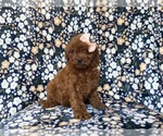 Small #2 Cavapoo (Miniature)