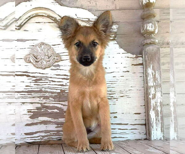 Medium Photo #1 Mutt Puppy For Sale in Rockaway, NJ, USA