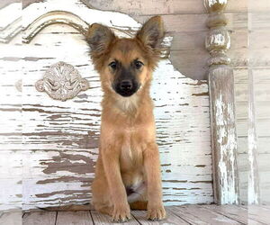 Mutt Dogs for adoption in Rockaway, NJ, USA