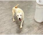 Small #1 Labrador Retriever Mix