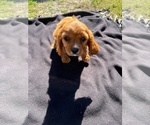 Image preview for Ad Listing. Nickname: Best Friends