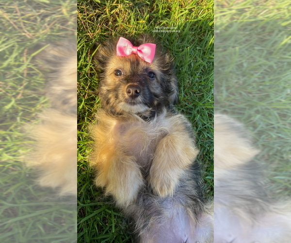 Medium Photo #6 Maltipoo Puppy For Sale in BREA, CA, USA