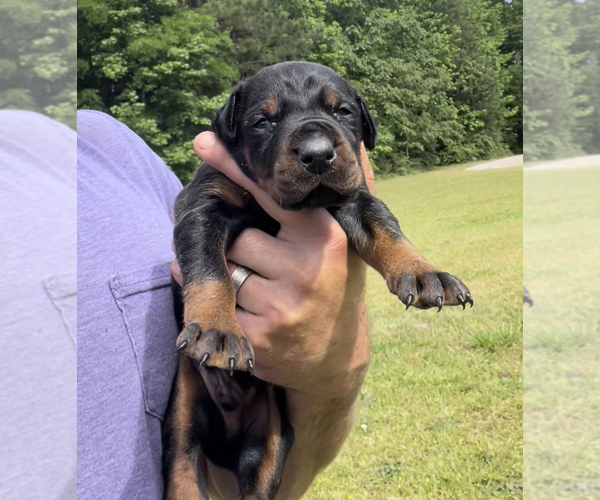 Medium Photo #6 Doberman Pinscher Puppy For Sale in CHESTER, SC, USA