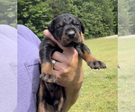 Small Photo #6 Doberman Pinscher Puppy For Sale in CHESTER, SC, USA
