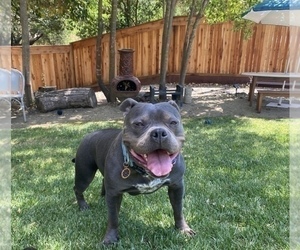 Mother of the American Bully puppies born on 08/20/2021