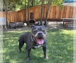 Small Photo #1 American Bully Puppy For Sale in FOLSOM, CA, USA