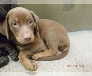 Labrador Retriever-Unknown Mix Dogs for adoption in Oroville, CA, USA