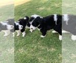 Small Photo #4 Sheepadoodle Puppy For Sale in CANYON, TX, USA