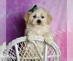 Small #2 Maltipoo (Miniature)