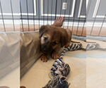 Small German Shepherd Dog Mix