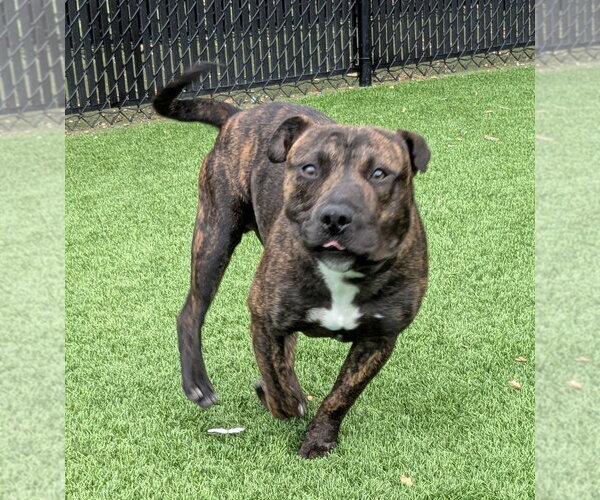 Medium Photo #2 Staffordshire Bull Terrier Puppy For Sale in Salinas, CA, USA
