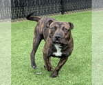 Small #1 Staffordshire Bull Terrier