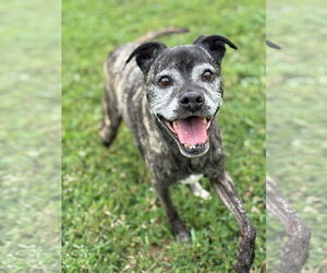 Medium Boxer Mix