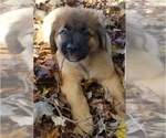 Small Photo #13 Leonberger-Saint Bernard Mix Puppy For Sale in BATH, NY, USA