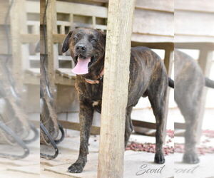 Scout (Trinity) - Male Plott Hound-Unknown Mix Dog for Adoption - Photo #4