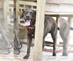 Small #3 Plott Hound Mix