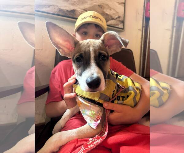 Medium Photo #4 Jack Russell Terrier-Unknown Mix Puppy For Sale in NYC, NY, USA