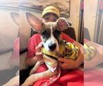 Small #3 Jack Russell Terrier Mix