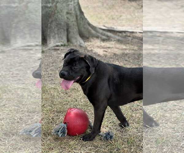 Medium Photo #1 Boxador Puppy For Sale in Houston, TX, USA