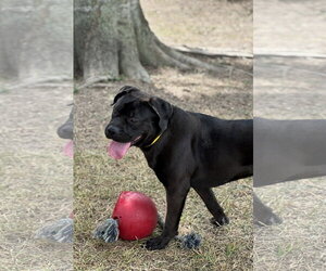 Boxador Dogs for adoption in Houston, TX, USA