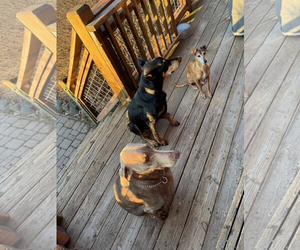 Medium Photo #2 Doberman Pinscher Puppy For Sale in Minneaoplis, MN, USA
