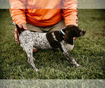 Small Photo #15 German Shorthaired Pointer Puppy For Sale in GAINESVILLE, GA, USA