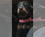 Small Photo #8 Doberman Pinscher Puppy For Sale in SCAPPOOSE, OR, USA