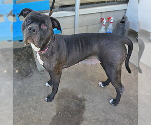 Mutt Dogs for adoption in Long Beach, CA, USA
